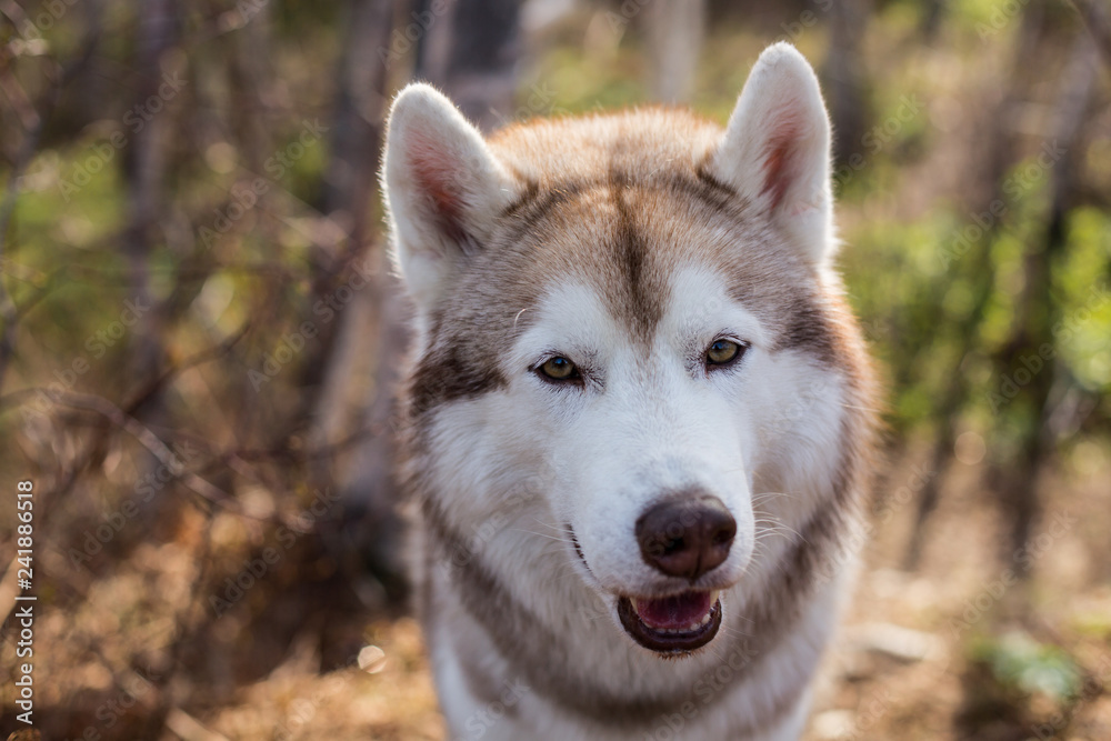 Close-up portrait of cute dog breed siberian husky in the forest on a sunny day. Image of friendly dog looks like a wolf
