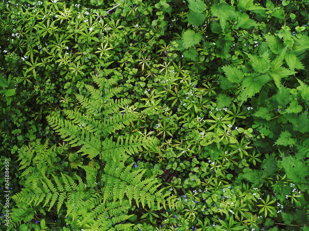 Forest green fresh grass background. Forest green fresh grass background.