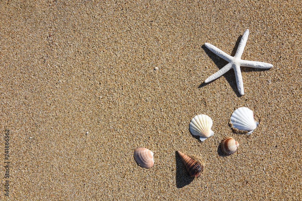 Starfish and seashell on sand. Travel and summer vacations concept, free space for text
