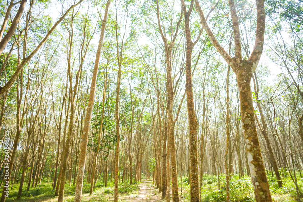 Obraz premium Rubber tree forest green leaf