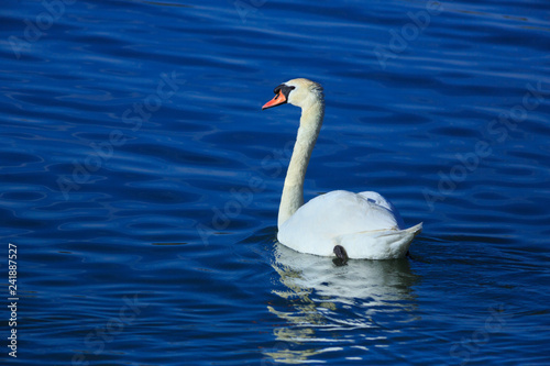 Mute Swan swims in a blue pond in southern Utah