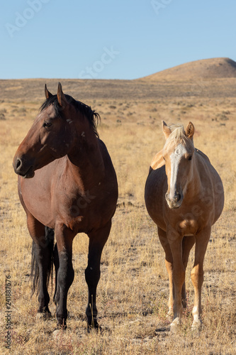 Wild horse Mare and Foal in Utah