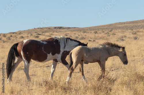 Wild horse Mare and Foal in Utah