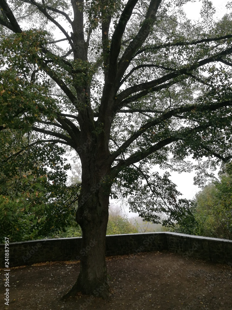 Obraz premium Aussichtsterrasse mit Linde bei der Burg Frankenstein im Odenwald