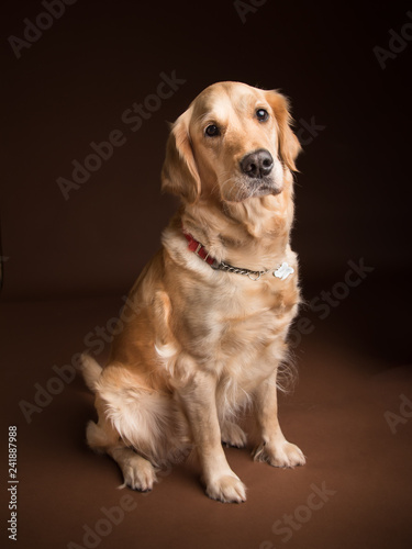 Golden Retriever portrait sitting on a brown backdrop