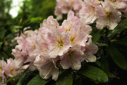 Rhododendron. Bright and juicy flowers on the rhododendron bush. Floral background with beautiful flowers.