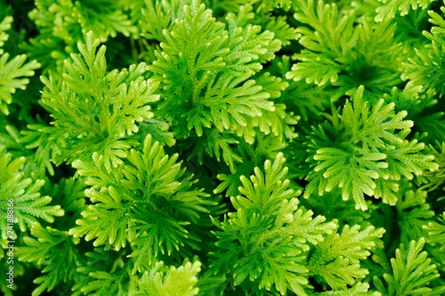 close up green grass in park background- Image