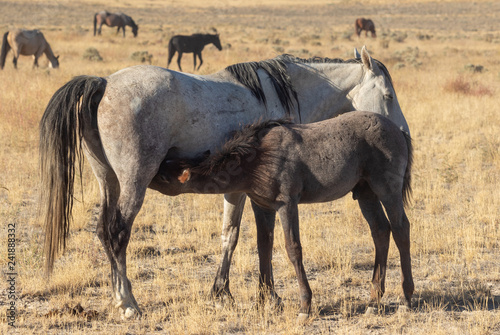 Wild horse Mare and Foal in Utah
