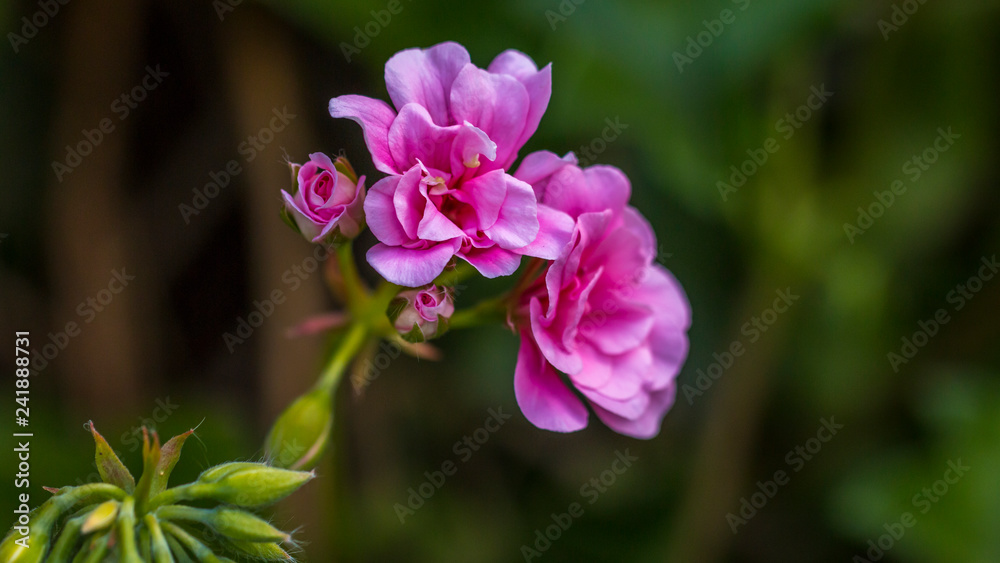 Flores de malvón con su tallo