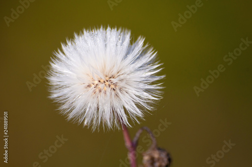 The plant is beautiful fluffy prickly. Autumn summer and changes in nature.