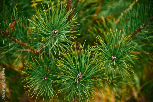 Color photo of a green pine branches