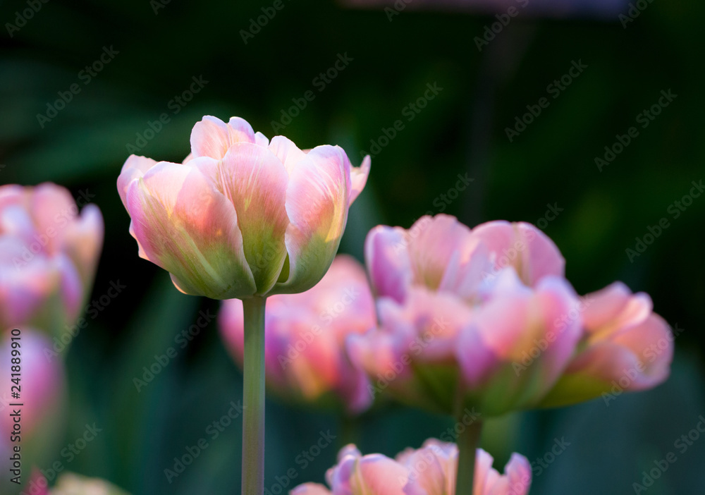 Tulip flower.