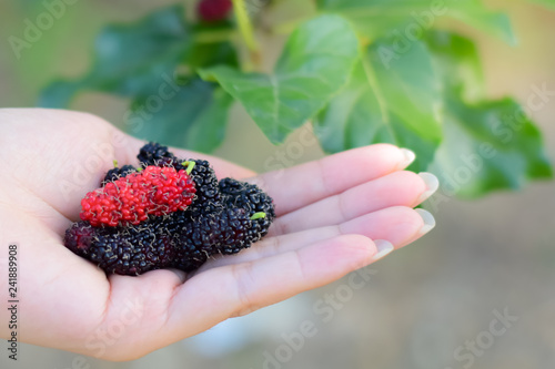 Fresh Mulberry fruits on hand, Mulberry with very useful for the treatment and protect of various diseases, Organic fresh, ripe fruit.