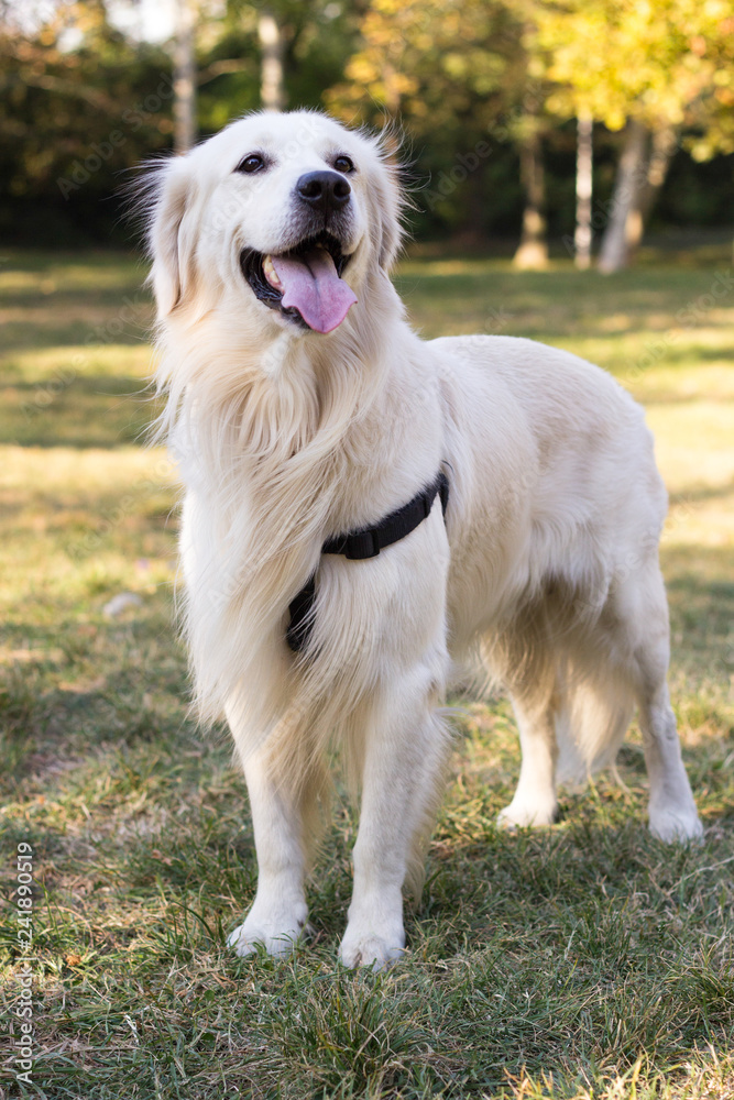 Portrait of golden retriever dog