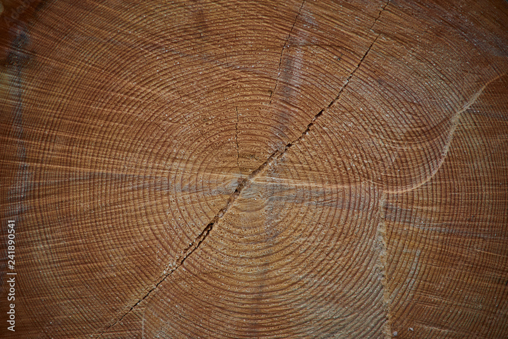 Naklejka premium saw cut tree of pine