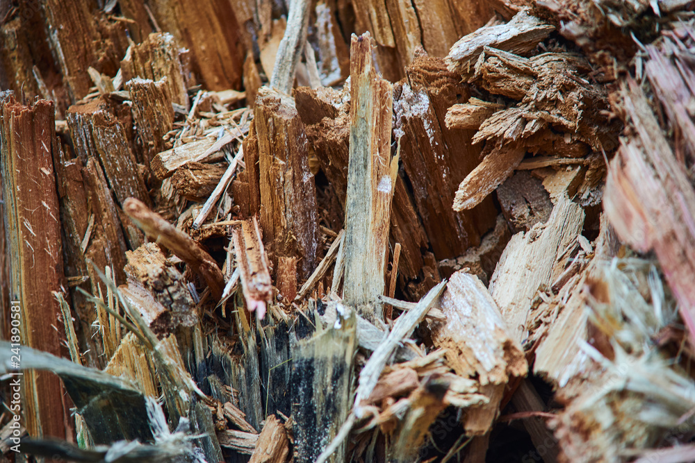 wood chips pine close-up texture wood chips pine close-up texture