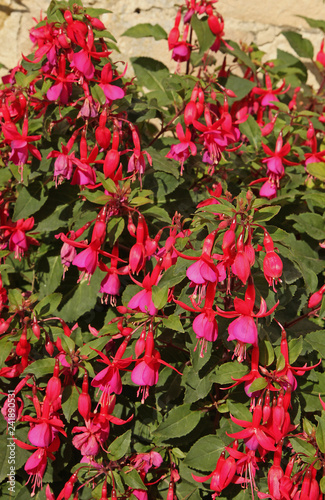 Fuchsia rustique