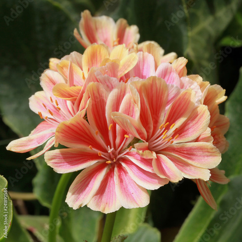 Lewisia cotyledon
