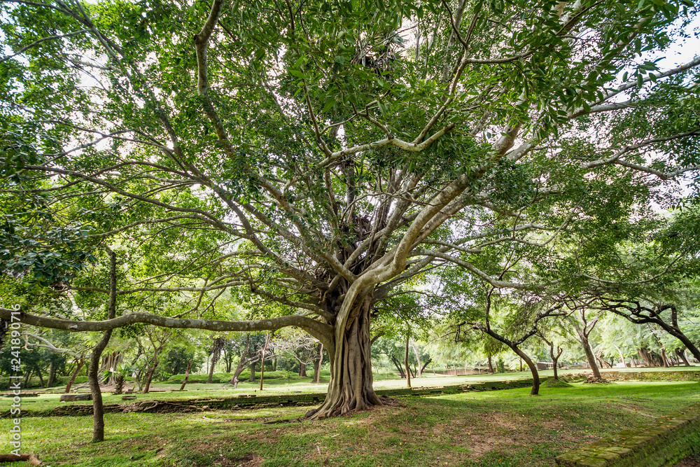 Big sprawling tree