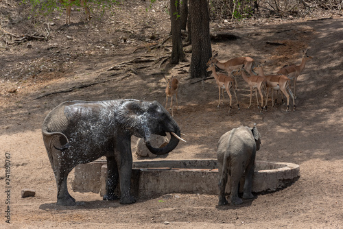 African elephants dad and calf drinking at a waterhole and splashing water in South Africa whilst Impala antelopes patiently wait in the background