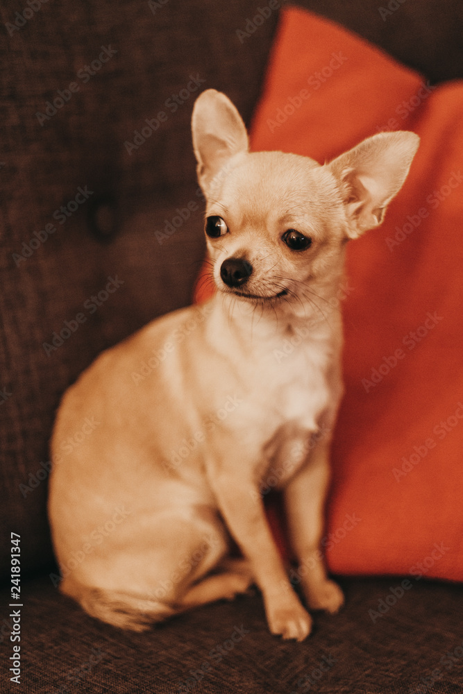 Mini beige chihuahua on grey sofa and red pillow