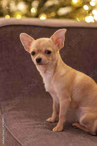 Mini beige chihuahua on grey sofa © tselykh