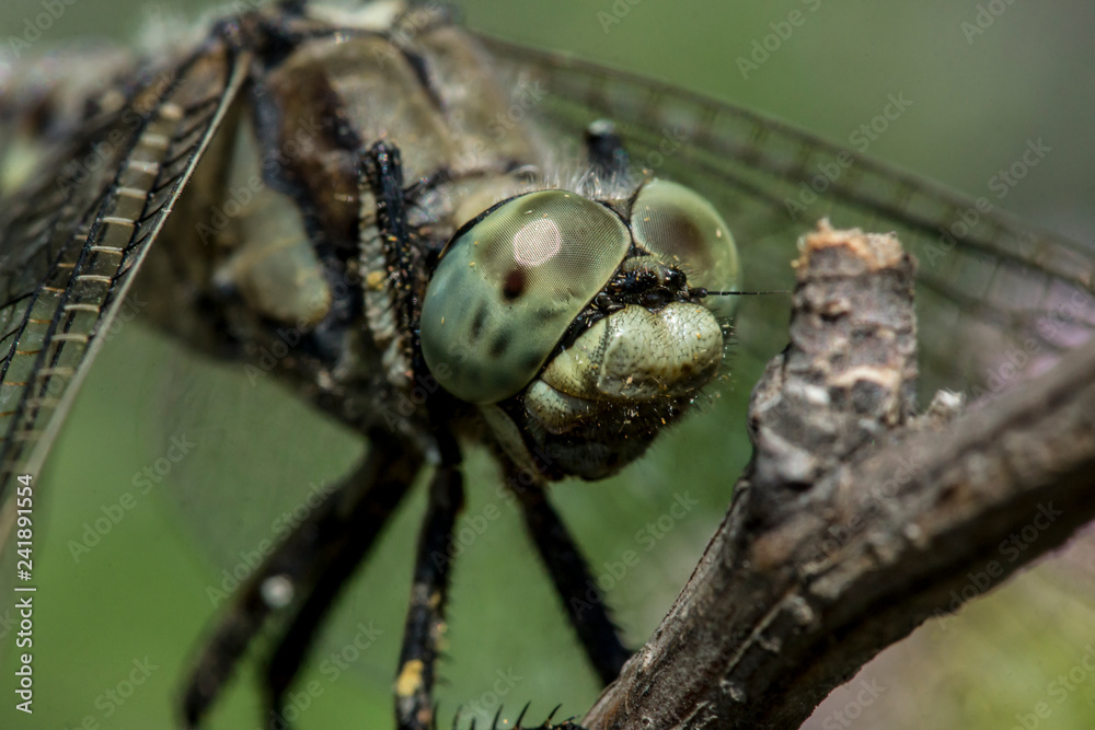 A large dragonfly sits by the pond on a twig, resting after a long hunt. A large dragonfly sits by the pond on a twig, resting after a long hunt.