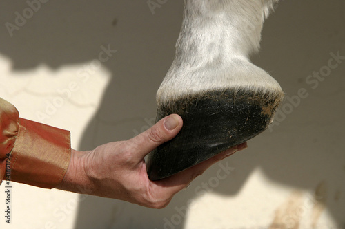 hoof and hand