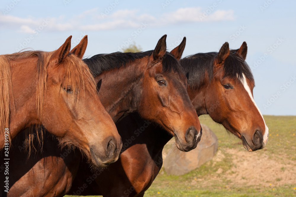 Fototapeta premium Portret trzech ładnych koni pozowanie