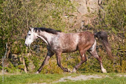 Portrait of nice runnig horse