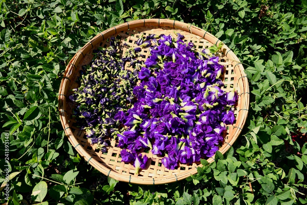 Butterfly Pea flower dries in basket for mix with hot water to drinking