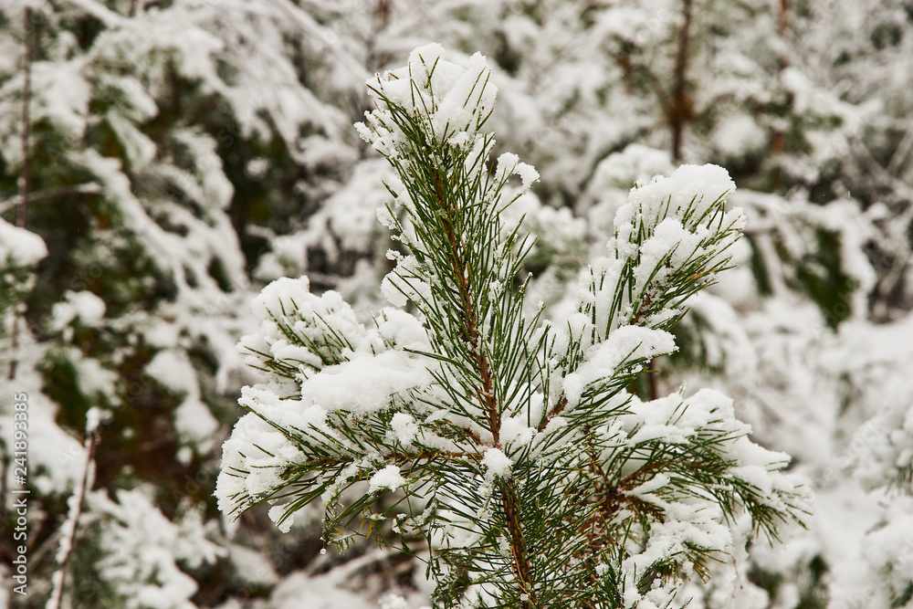 pine branches in the snow in the winter forest