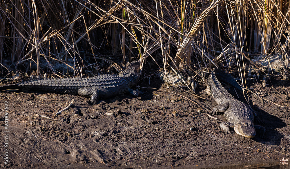 Fototapeta premium Gator