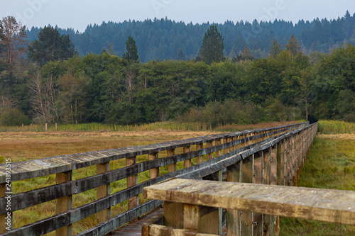 rustic wooden boardwalk through grassy wetlands near forest edge