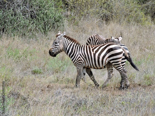 Zebras in der Savanne Afrikas