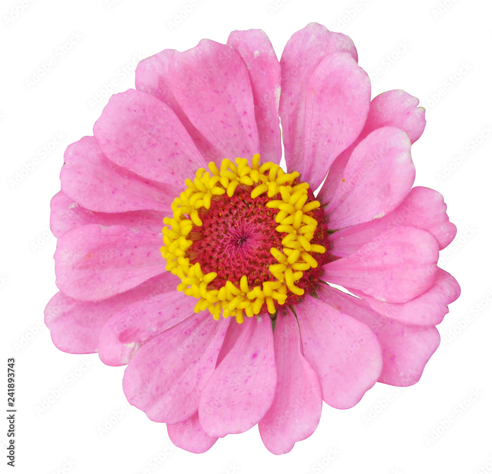 Zinnia flower on isolated background.