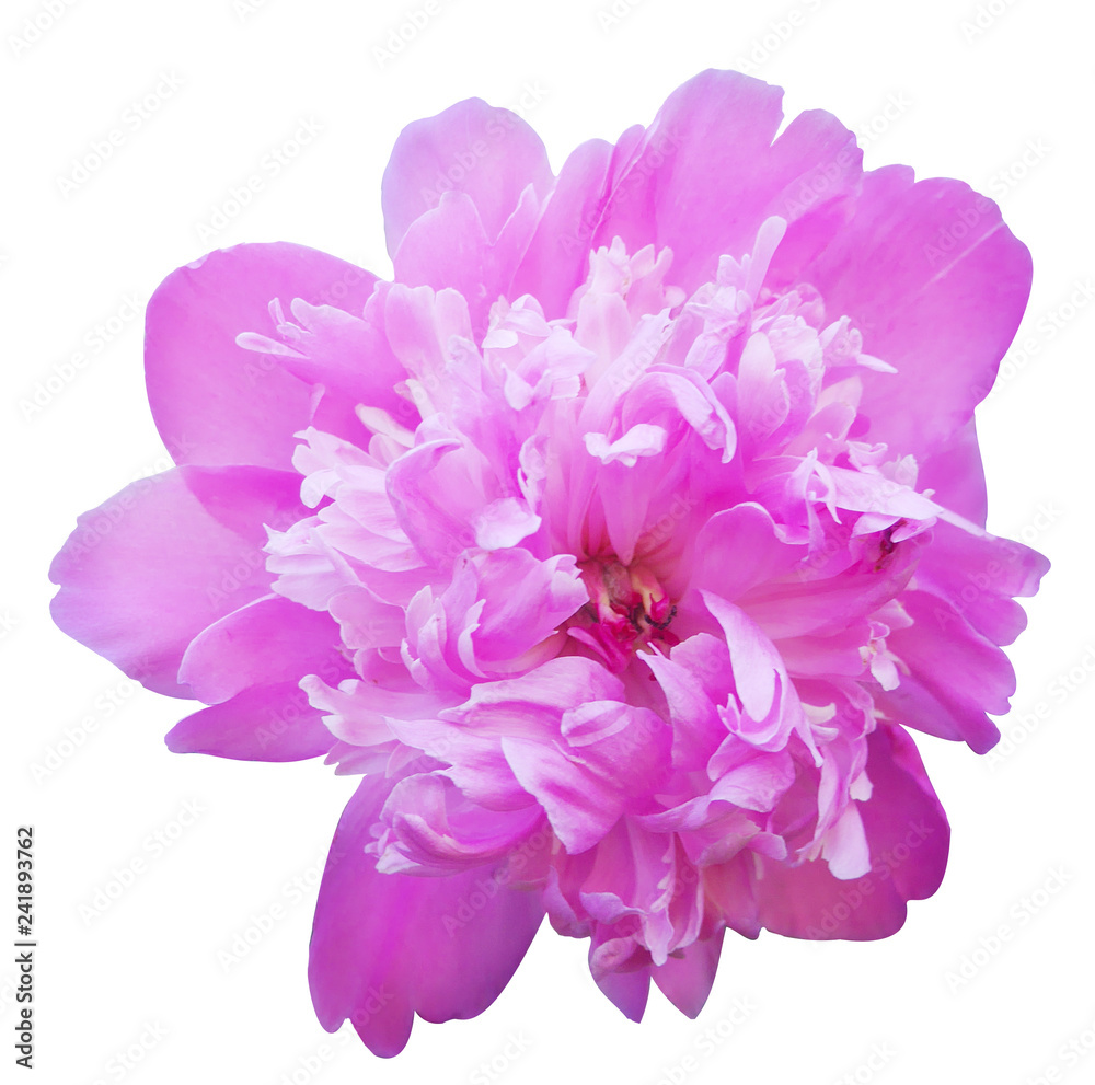 Obraz premium flower