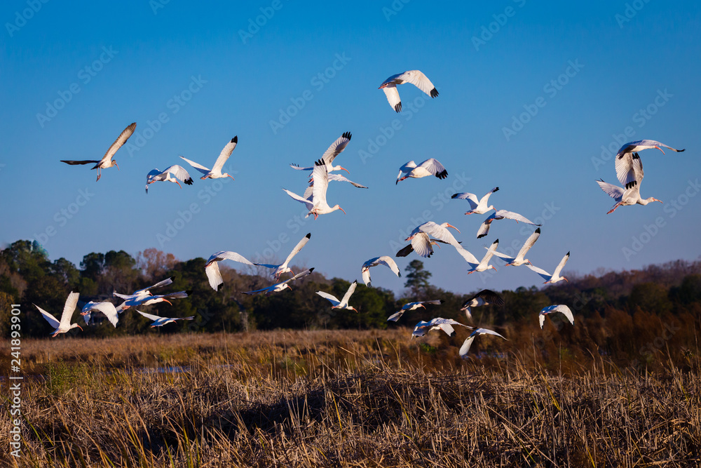 Fototapeta premium Birds