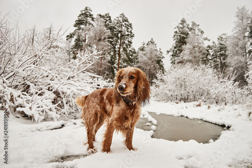 red dog spaniel in the forest in winter