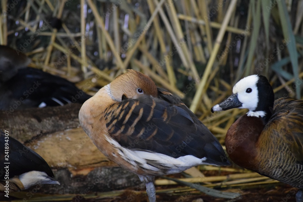 Fototapeta premium Ornamental birds