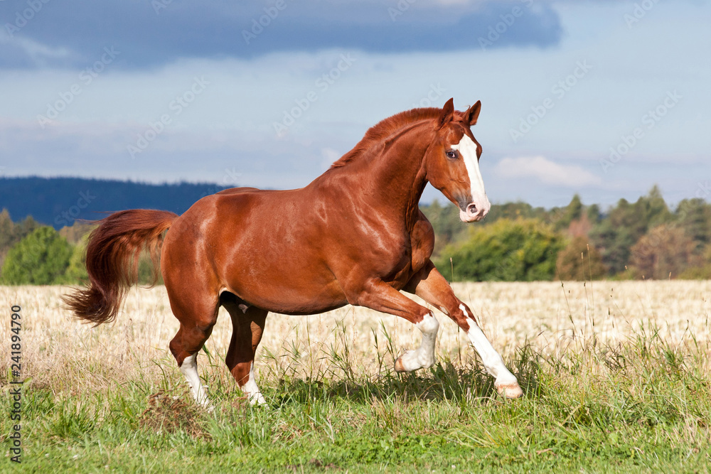 Obraz premium Ładny koń szczawiu biegnący latem na pastwisku