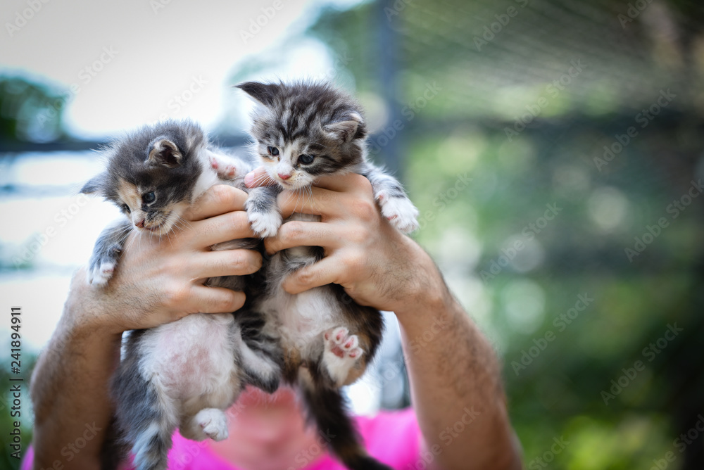2 small cats in owner hands. Human holding 2 cats in hands blurry background by green garden daytime lighting. cats outdoor