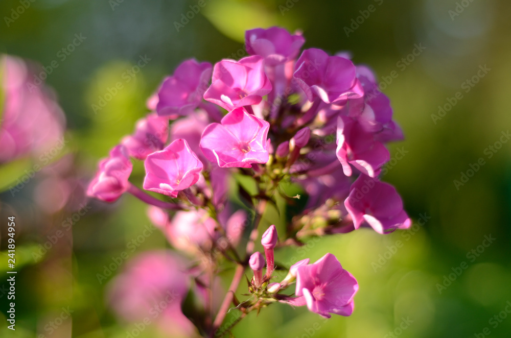Purple flowers of phlox paniculata in the garden Purple flowers of phlox paniculata in the garden