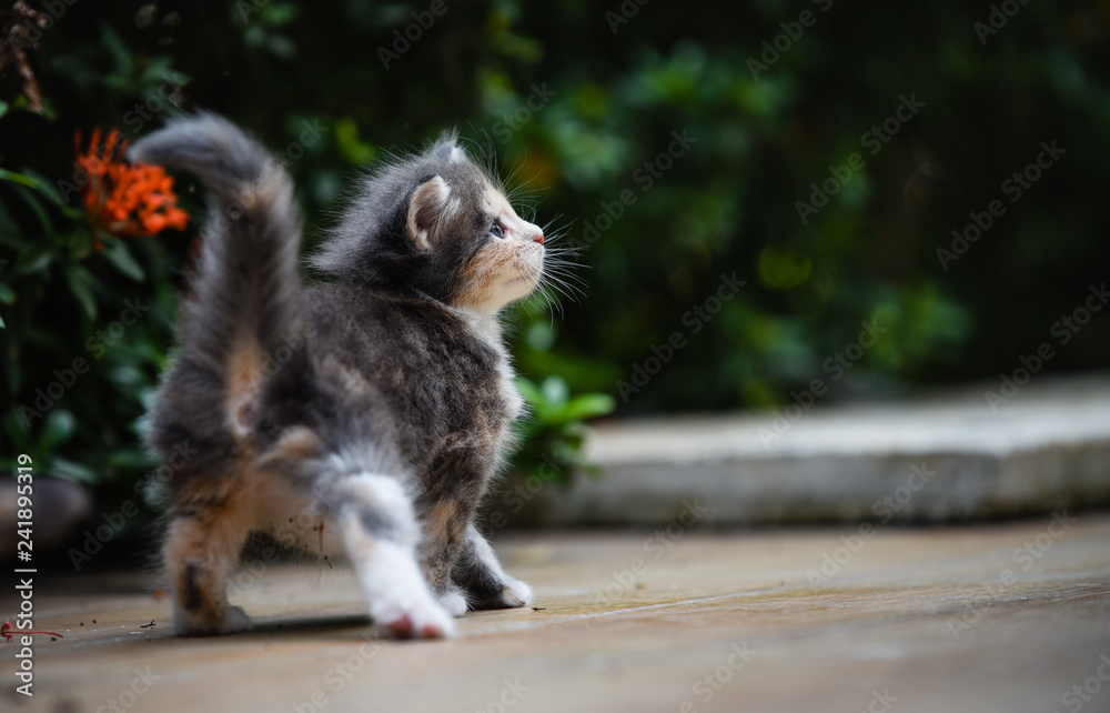Portrait of an adorable blue patched Maincoon chilling and playing in green garden with red flower on wooden floor. Cat outdoor. 3 colors pussy in park. Portrait of an adorable blue patched Maincoon chilling and playing in green garden with red flower on wooden floor. Cat outdoor. 3 colors pussy in park.