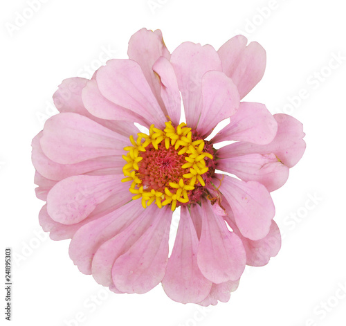 Zinnia flower on isolated background.