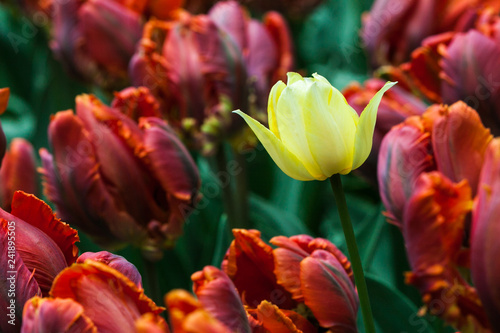 Tulip flowers field.