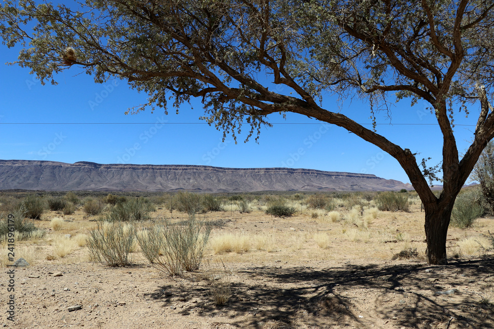 under a tree with a view of the steppe and the table mountains of Namibia