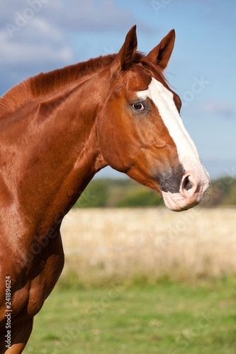 Portrait of nice sorrel horse