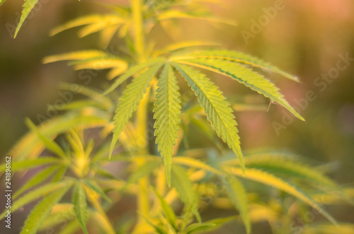 Cannabis plant growing outdoors, lit by warm morning light