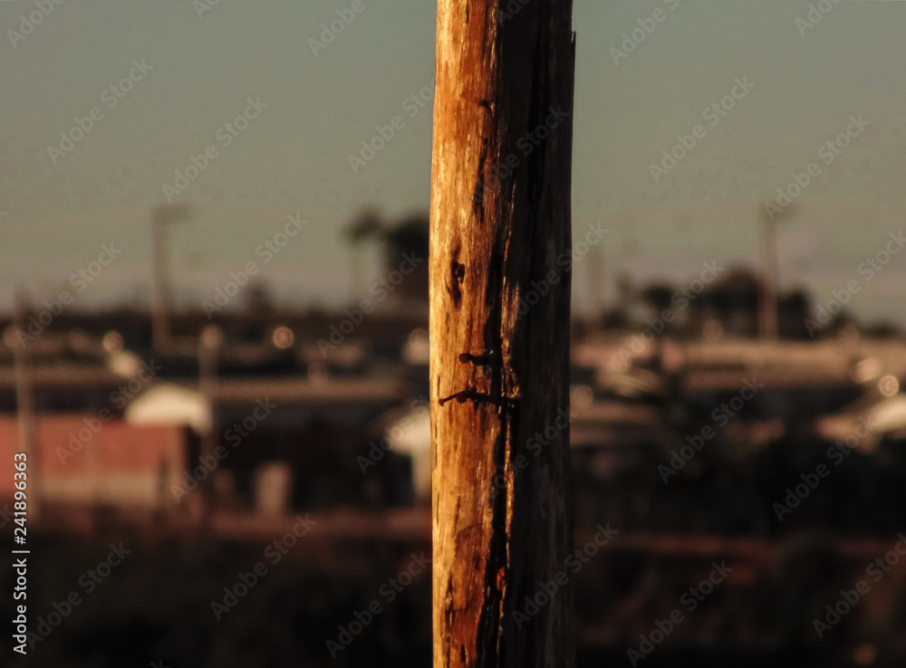 Fototapeta premium face in Wood